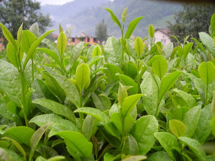 Чайное растение