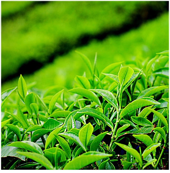 Чайный лист