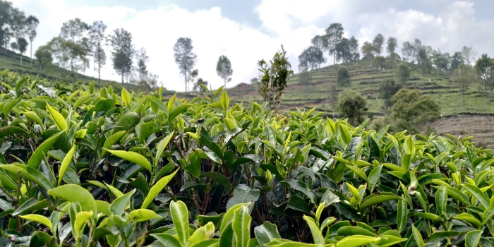 Чайные плантации в юго-восточной азии