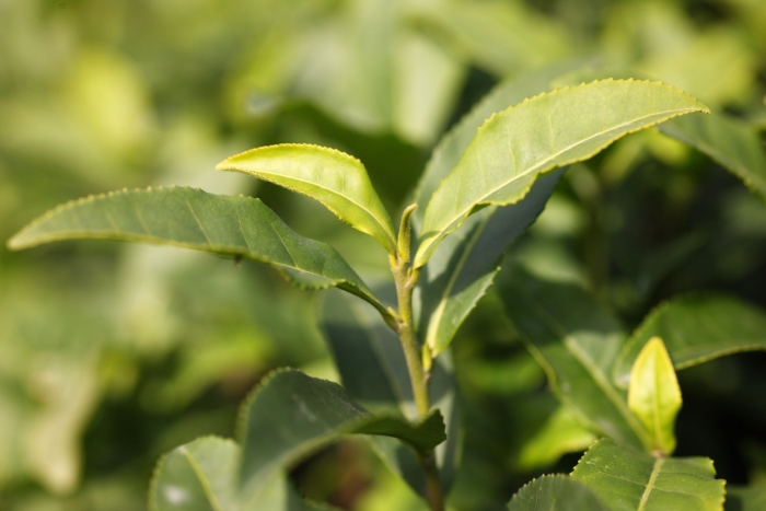 Camellia sinensis листья