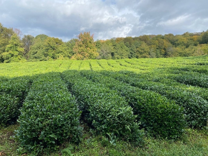 Чайная плантация сочи