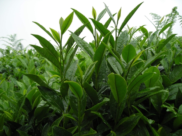 Цейлонский чай куст