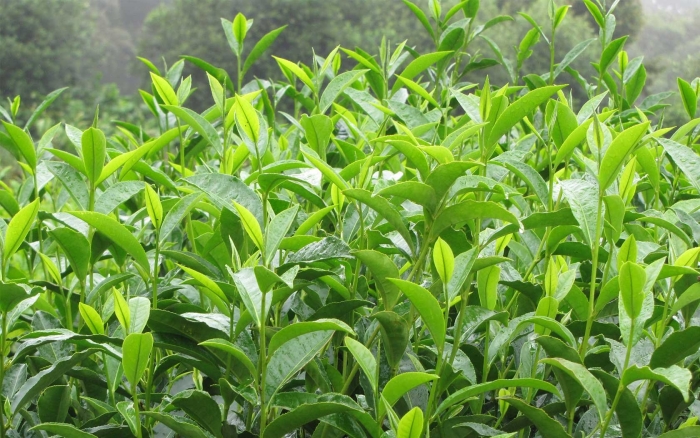 Чайные плантации камелия синенсис