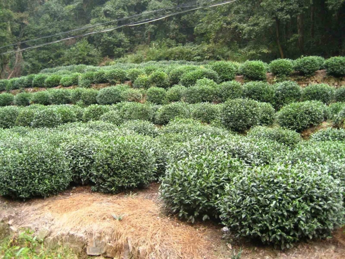 Чайное дерево кустарник