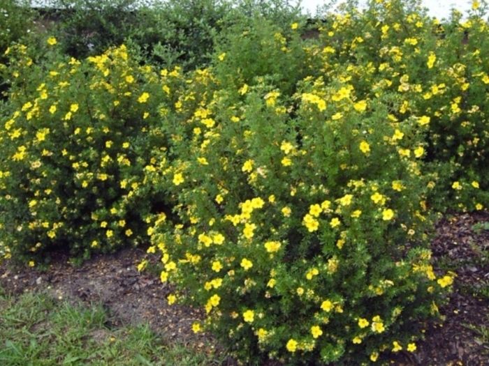 Лапчатка кустарниковая goldfinger