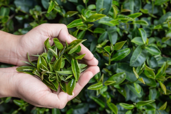 Camellia sinensis
