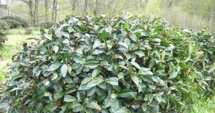 Камелия чайный куст