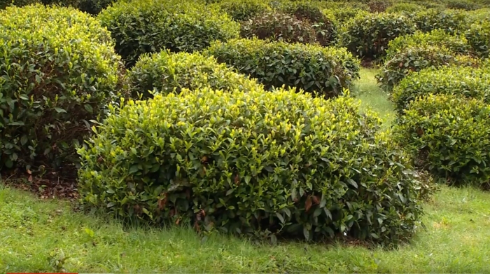 Prunus laurocerasus (лавровишня) 'otto luyken'