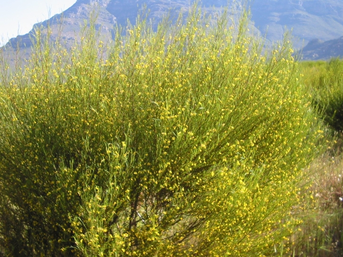 Аспалатус ройбуш