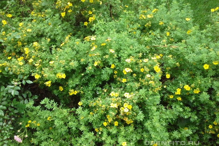 Курильский чай лапчатка