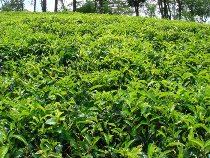 Цейлонский чай растение