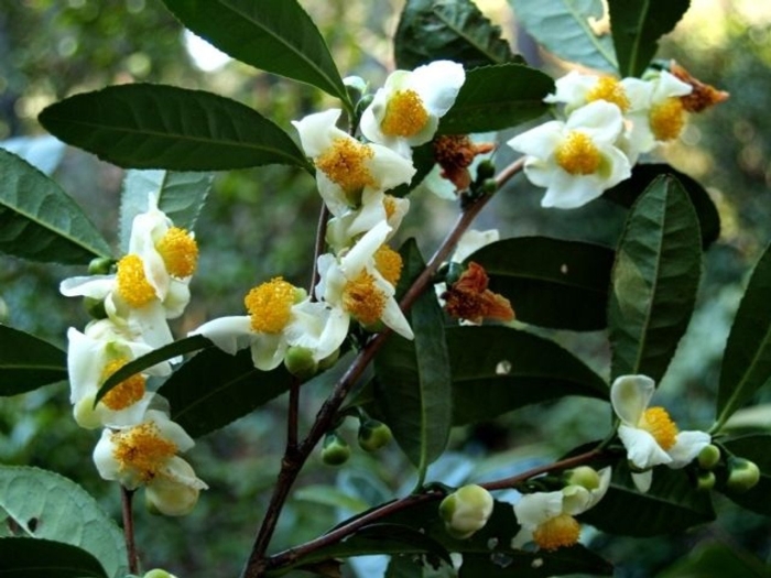 Tea camellia sinensis