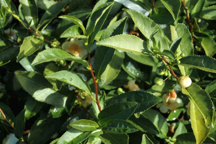 Камелия чайный куст