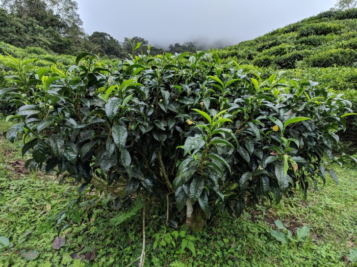 Колумбия кофейные плантации