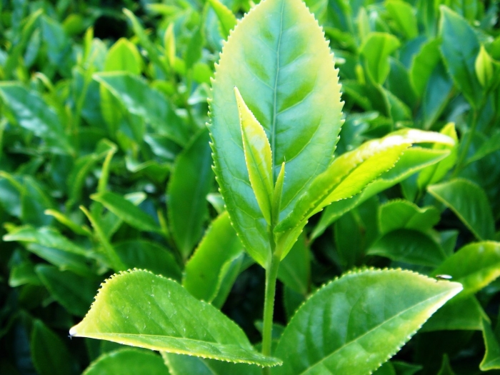 Camellia sinensis leaf extract
