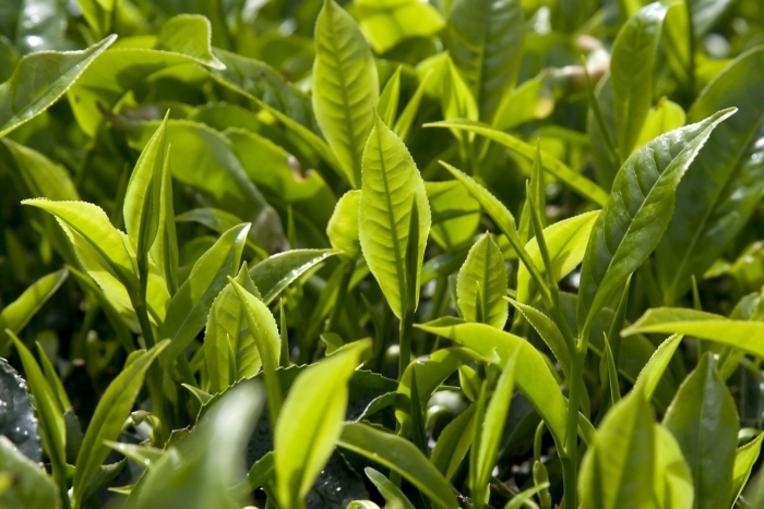 Camellia sinensis листья