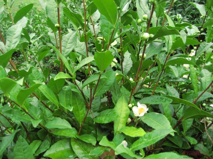 Камелия китайская синенсис