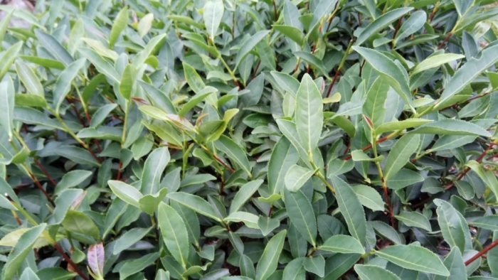 Лавр вечнозеленый