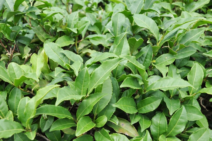 Camellia sinensis var assamica