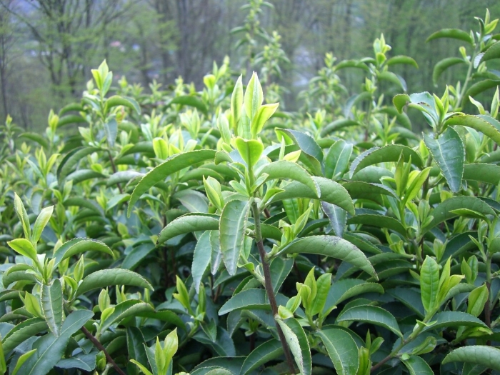 Чайный куст китайский