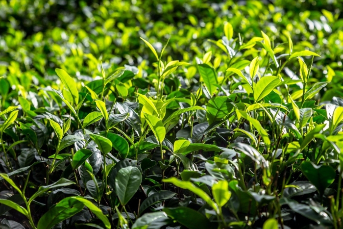 Зеленый чай шри ланка