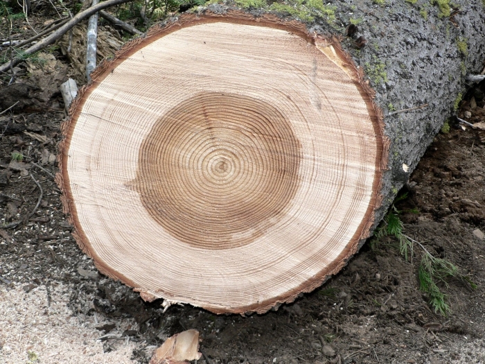 Пихта сибирская спил