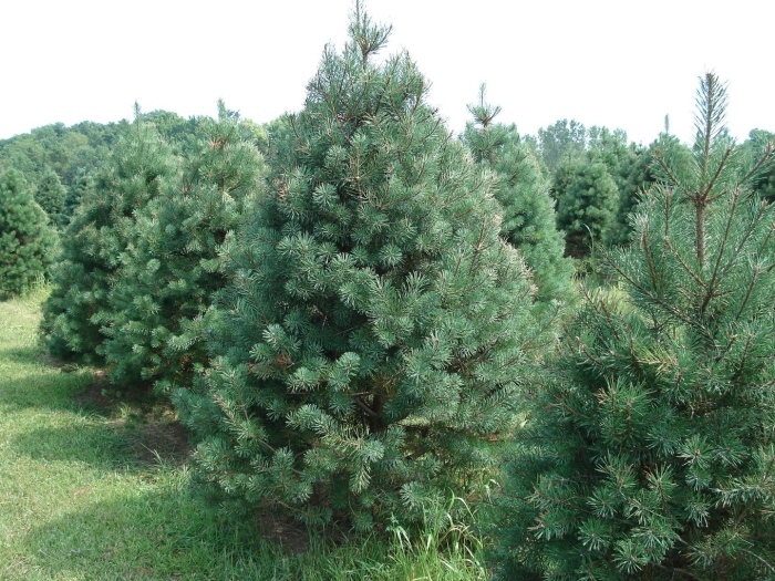 Сосна обыкновенная pinus sylvestris