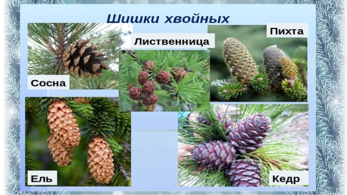 Хвоинки ель сосна кедровая пихта лиственница