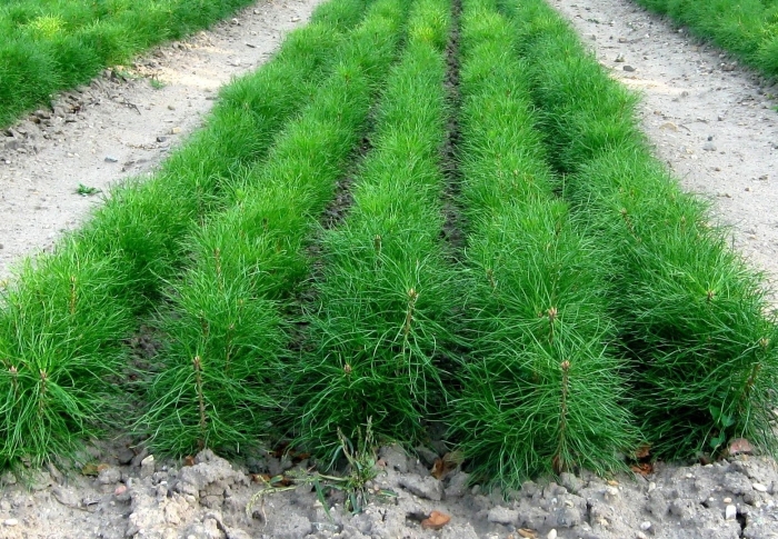 Сеянец сосны обыкновенной