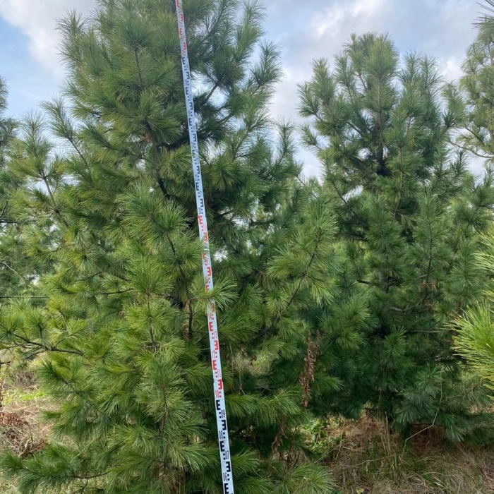 Сосна кедровая сибирская