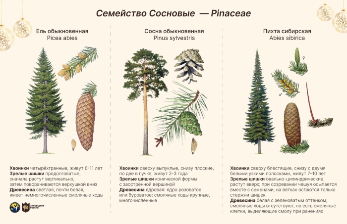 Ель сосна кедр пихта