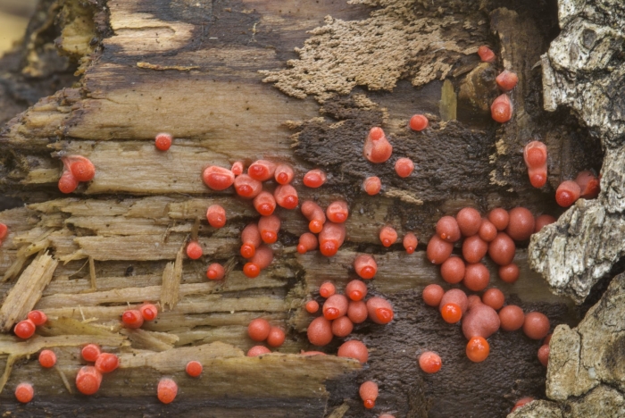 Ликогала древесинная