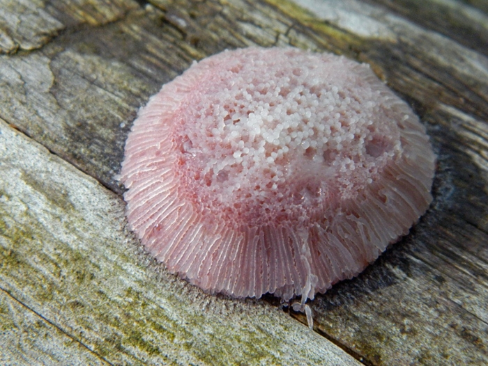 Гриб плазмодий