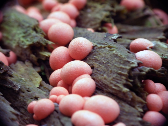 Ликогала древесинная