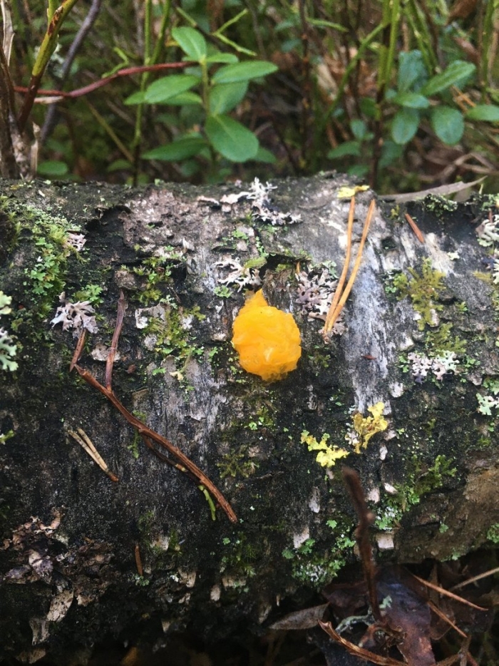 Дрожалка оранжевая tremella mesenterica