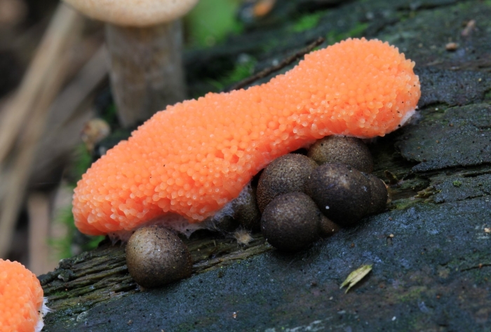 Слизевик гриб