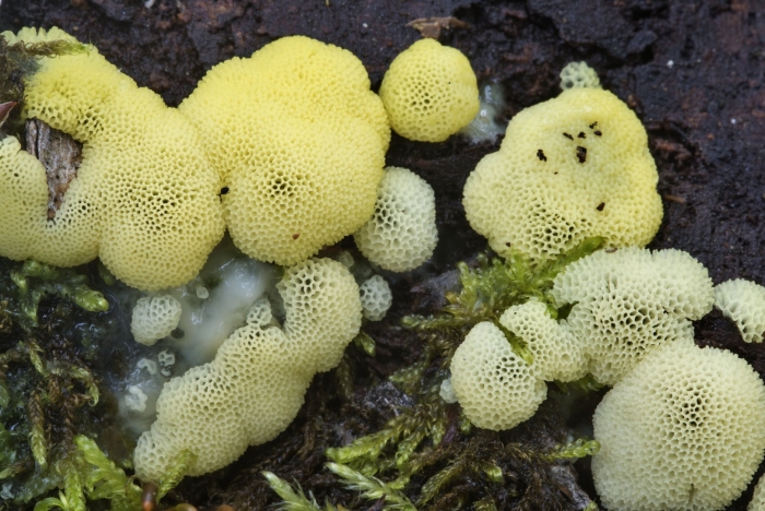 Ceratiomyxa fruticulosa