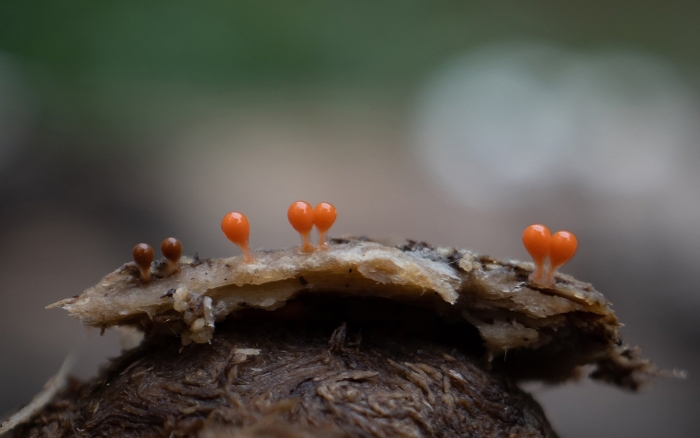 Трихия миксомицеты