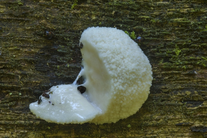 Энтеридиум дождевиковый