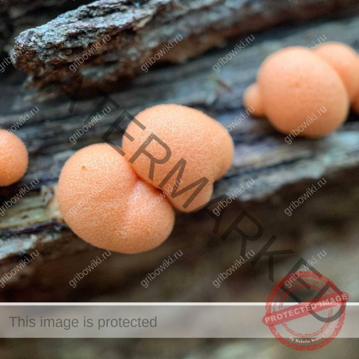 Ликогала древесинная