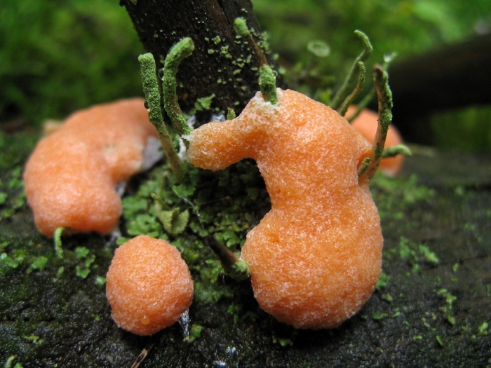 Dictydiaethalium plumbeum