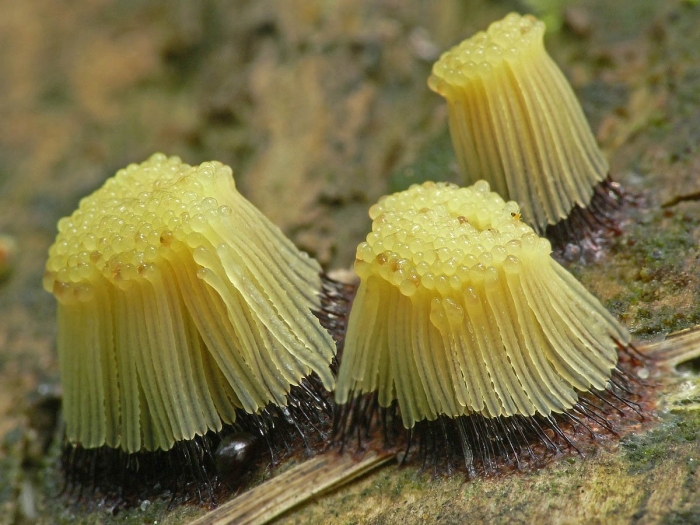 Гриб стемонитис бурый