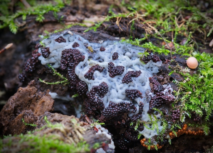 Metatrichia vesparium