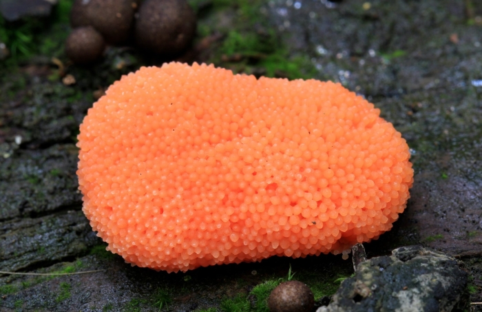 Ликогала древесинная плазмодий