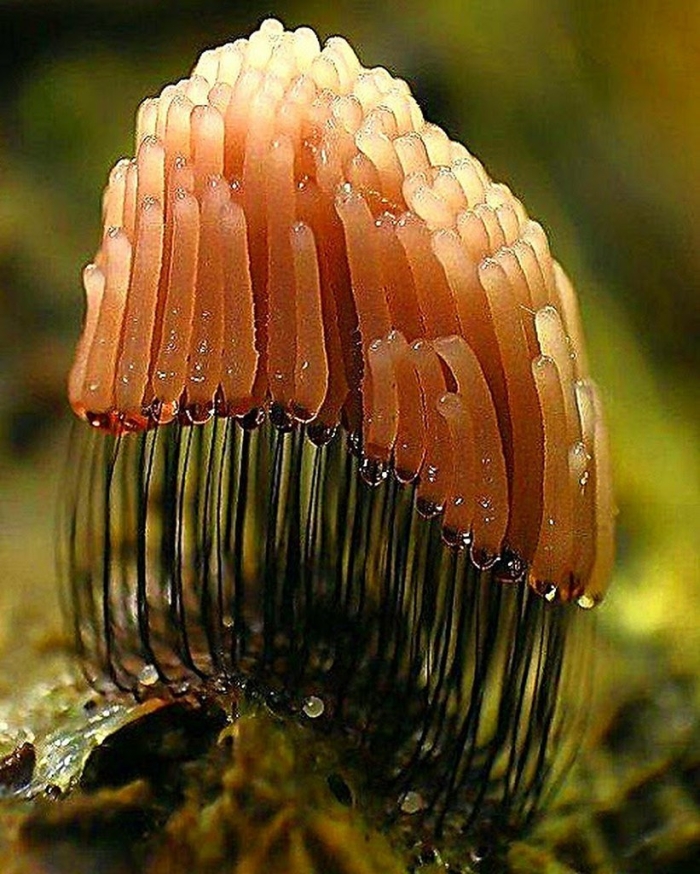 Плазмодий миксомицетов