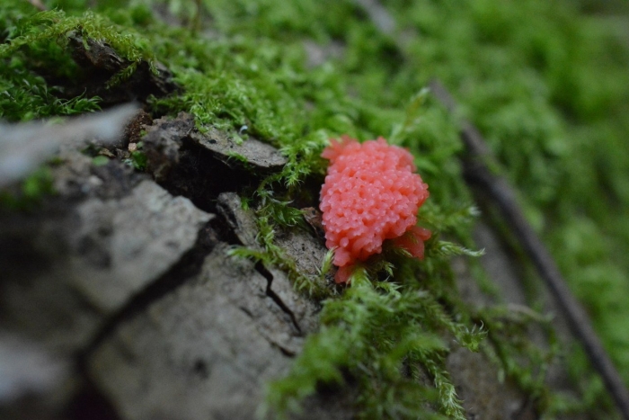 Миксомицеты плазмодий
