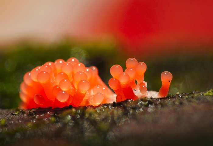 Слизевик плазмодий