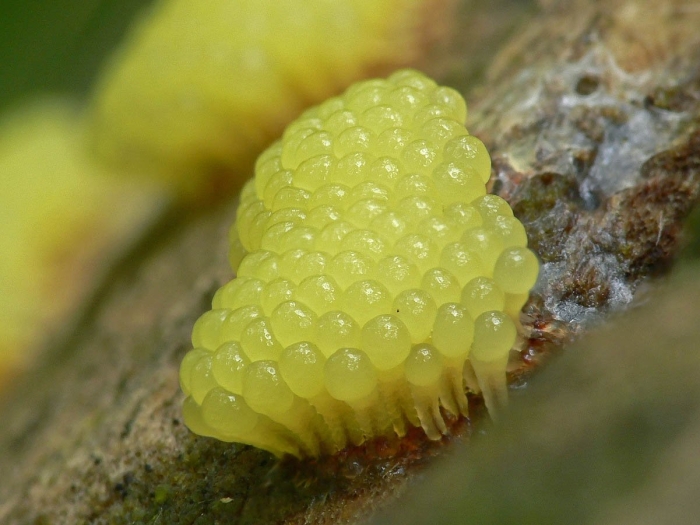 Стемонитис слизевик