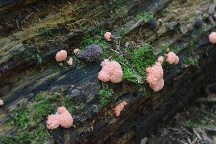 Слизевики грибоподобные организмы