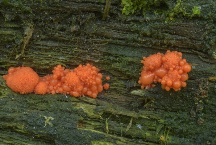Tubifera ferruginosa